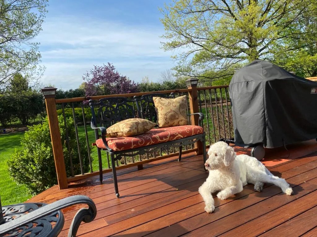Bench, grill and white dog on deck