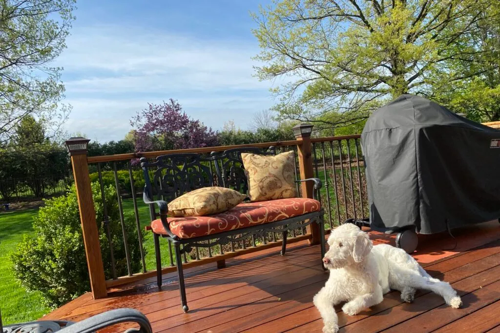 dog laying on a wooden deck